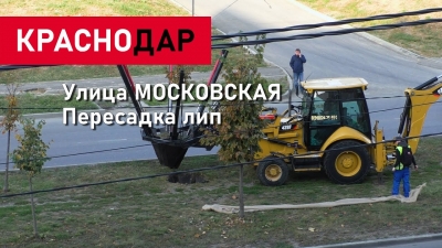 В Краснодаре начали пересаживать липы с улицы Московской